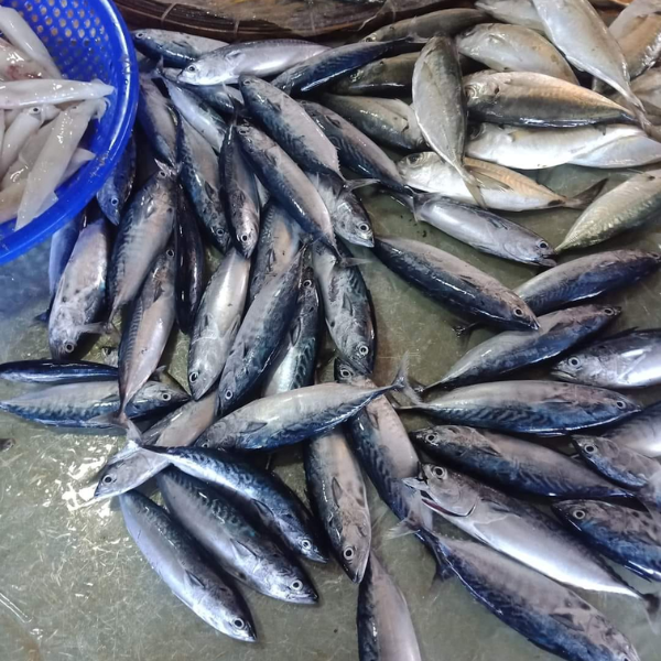 Cá thu ù giá sỉ