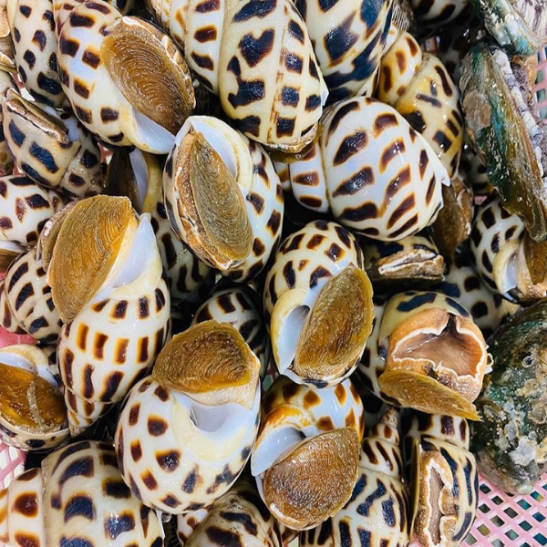 Ốc Hương thiên nhiên giá sỉ