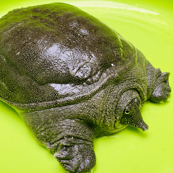 ba ba gai giá sỉ