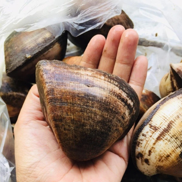 Sò sữa sống giá sỉ
