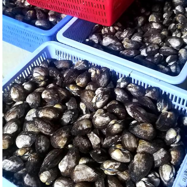 Sò lông nhung giá sỉ
