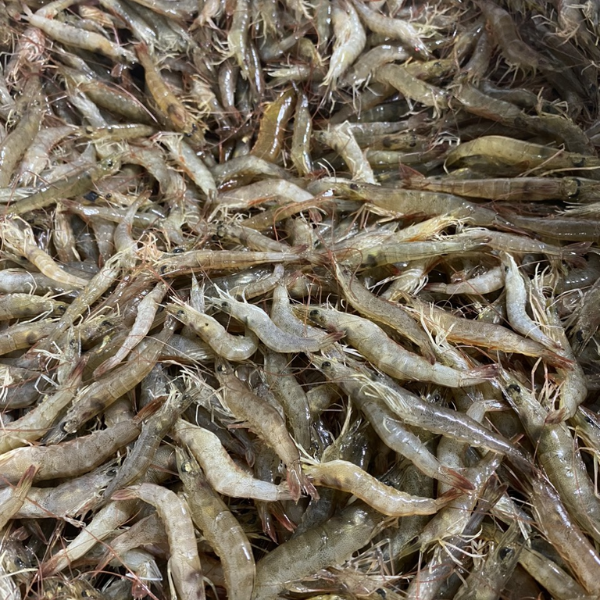 tôm rảo giá sỉ