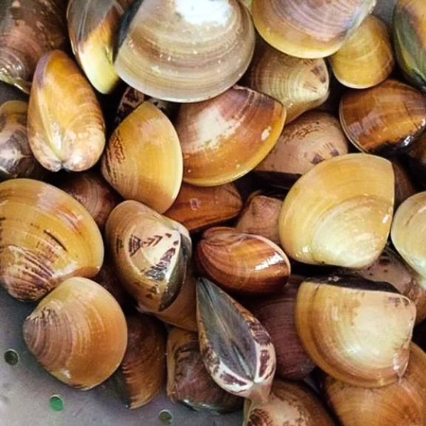 Giá bán sỉ ngao vàng